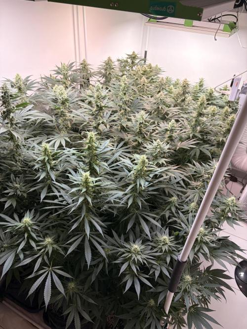 May2026. Week 10