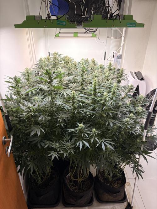 May2026. Week 10