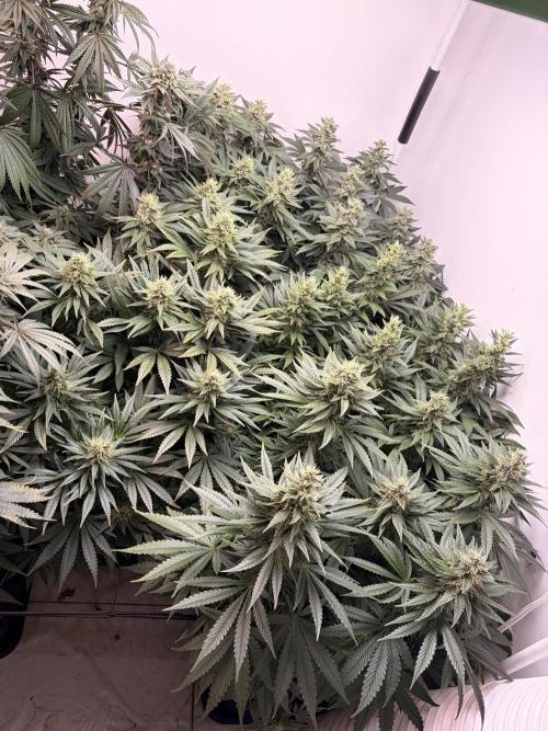 May2026. Week 11