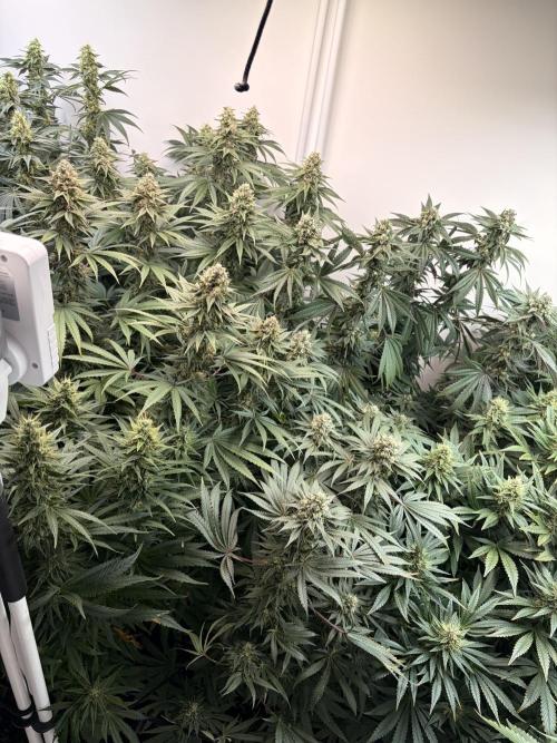May2026. Week 11