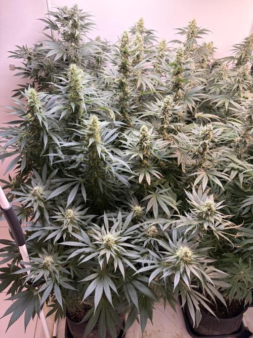 May2026. Week 11