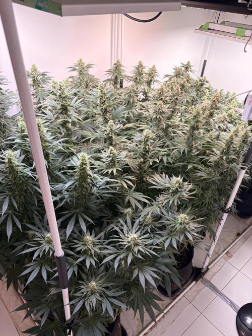 May2026. Week 11