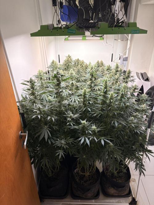 May2026. Week 11
