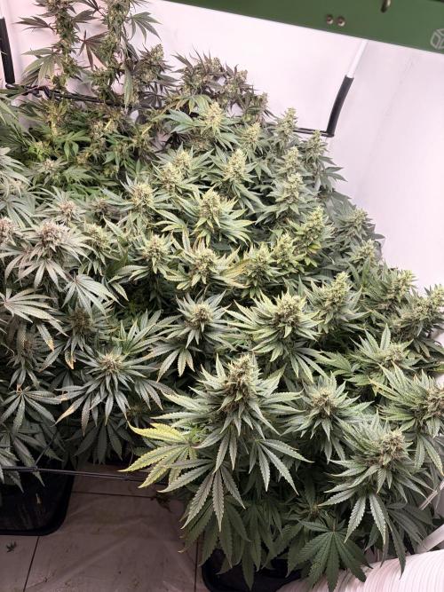 May2026. Week 12