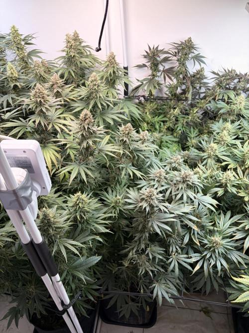 May2026. Week 12
