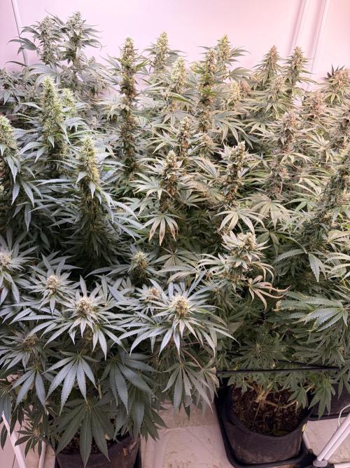 May2026. Week 12