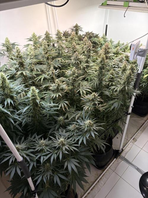 May2026. Week 12