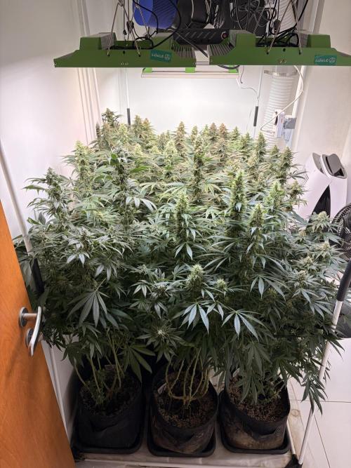 May2026. Week 12