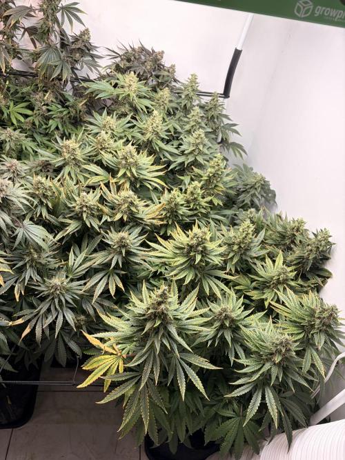 May2026. Week 13