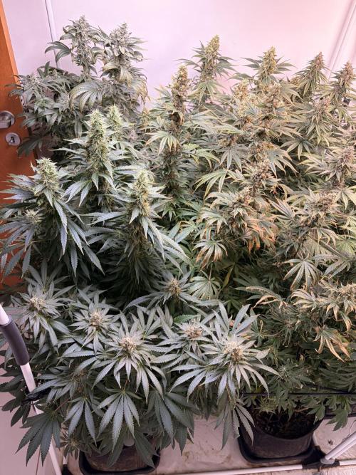 May2026. Week 13