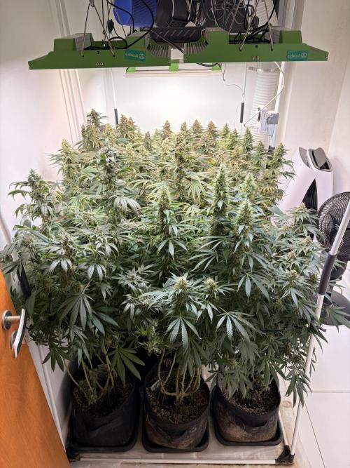 May2026. Week 13
