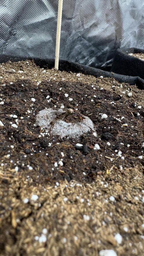The Comeback. Can I still do this?. Week 0 - Fastbuds 1 broke soil
14.03.26 