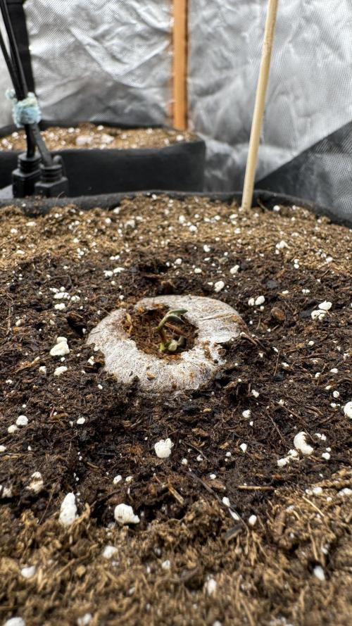 The Comeback. Can I still do this?. Week 0 - Dutch Passion 1 broke soil
14.03.26