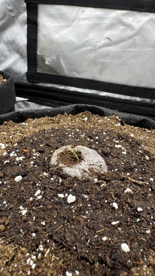 The Comeback. Can I still do this?. Week 0 - Dutch Passion 2 broke soil
14.03.26