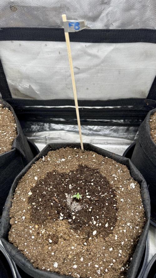 The Comeback. Can I still do this?. Week 1 - 16.03.26
Fast Buds 1