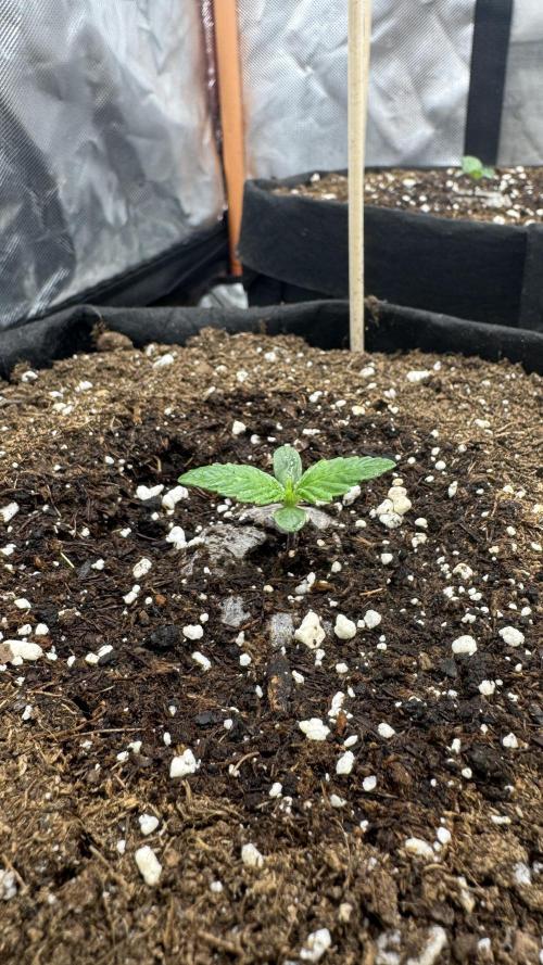 The Comeback. Can I still do this?. Week 1 - 19.03.26
Fast Buds 1