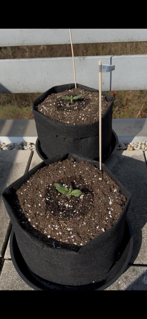 The Comeback. Can I still do this?. Week 2 - 22.03.26
Fast Buds 1
