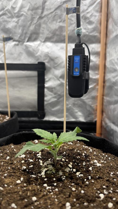 The Comeback. Can I still do this?. Week 2 - 26.03.26
Fast Buds 1 