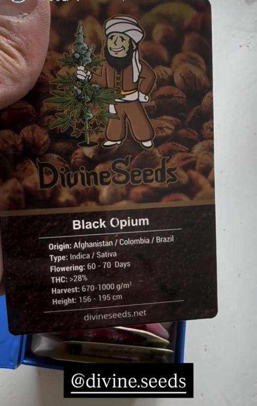 Divine Seeds - Black Opium. Week 0