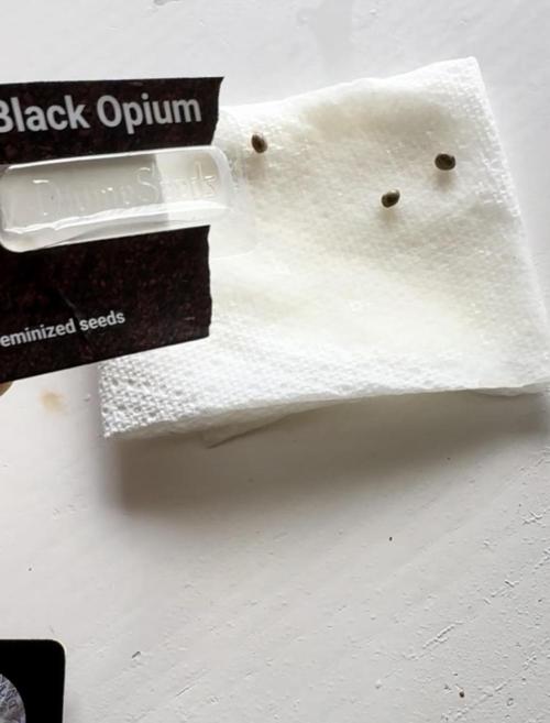 Divine Seeds - Black Opium. Week 0 - 15.03.26