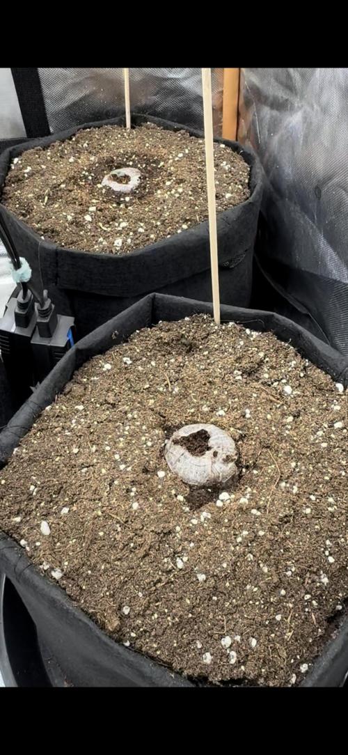 Divine Seeds - Black Opium. Week 0 - 17.03.26