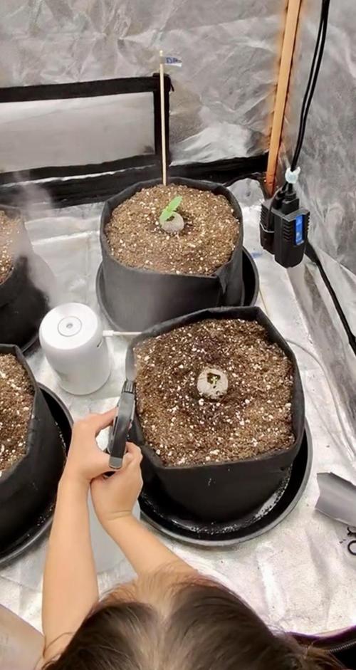 Divine Seeds - Black Opium. Week 0 - 20.03.26