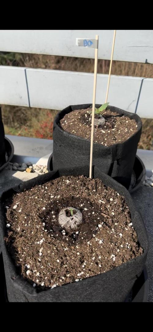 Divine Seeds - Black Opium. Week 0 - 22.03.26