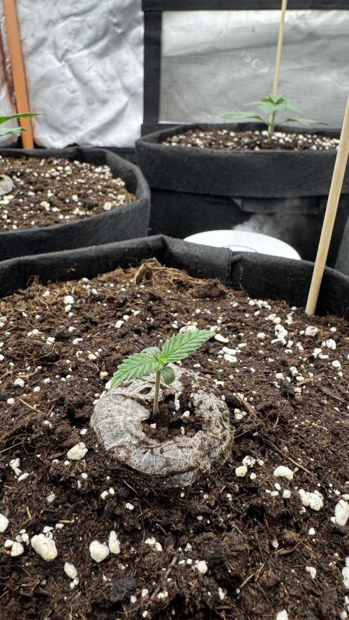 Divine Seeds - Black Opium. Week 1 - 26.03.26