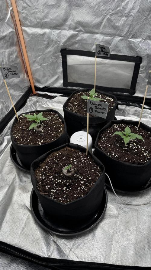 Divine Seeds - Black Opium. Week 1 - 26.03.26
