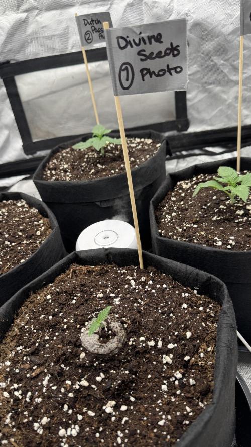 Divine Seeds - Black Opium. Week 1 - 26.03.26