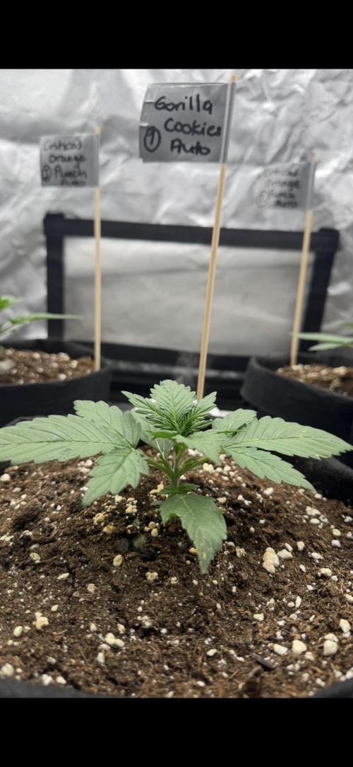 The Comeback. Can I still do this?. Week 3 - 29.03.26
Fast Buds 1