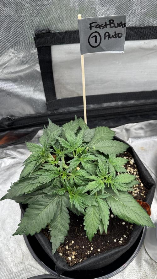 The Comeback. Can I still do this?. Week 4 - 05.04.26
Fast Buds 1