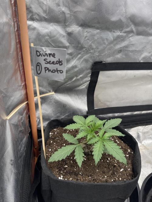 Divine Seeds - Black Opium. Week 3 - 05.04.26