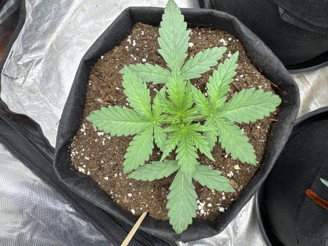 Divine Seeds - Black Opium. Week 3