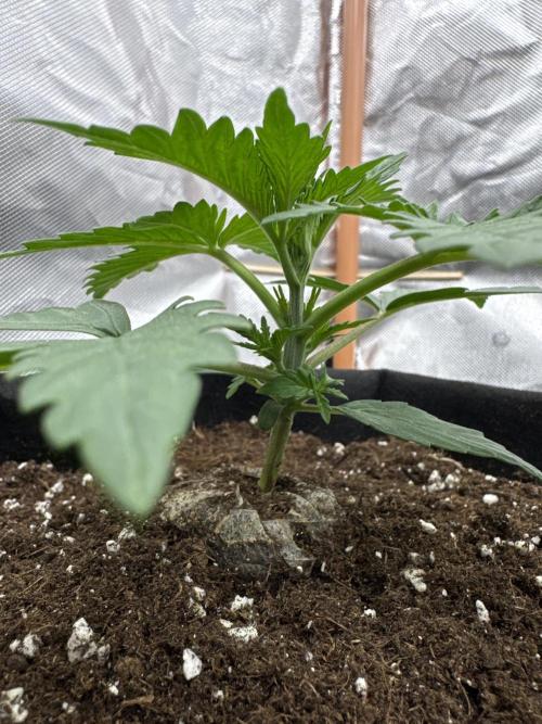 Divine Seeds - Black Opium. Week 3