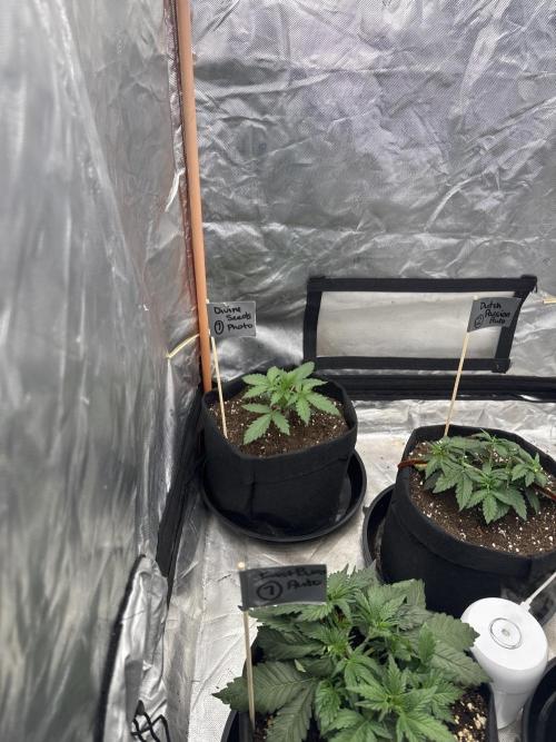 Divine Seeds - Black Opium. Week 3