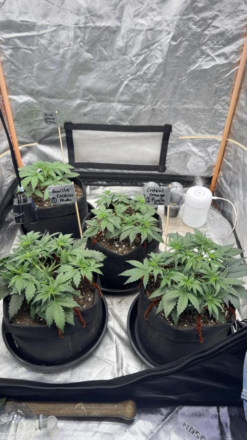 The Comeback. Can I still do this?. Week 4 - 08.04.26
Day 24