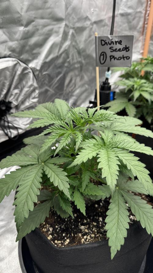 Divine Seeds - Black Opium. Week 4