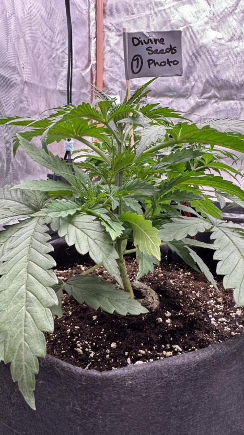 Divine Seeds - Black Opium. Week 4