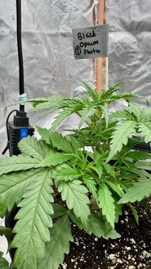 Divine Seeds - Black Opium. Week 4