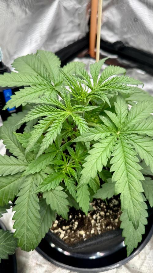 Black Opium. Week 4