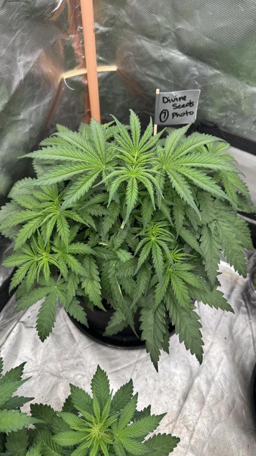 Divine Seeds - Black Opium. Week 5