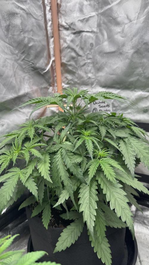Divine Seeds - Black Opium. Week 5