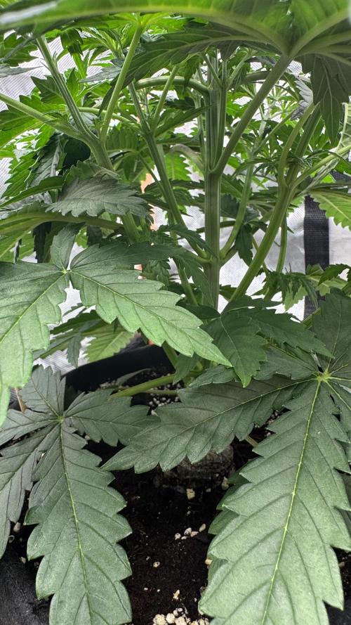 Divine Seeds - Black Opium. Week 5