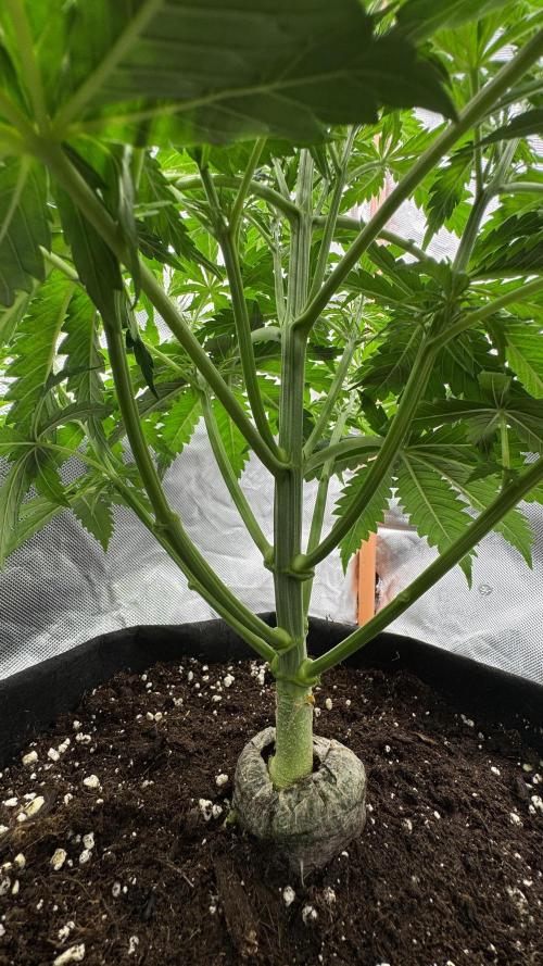 Divine Seeds - Black Opium. Week 5