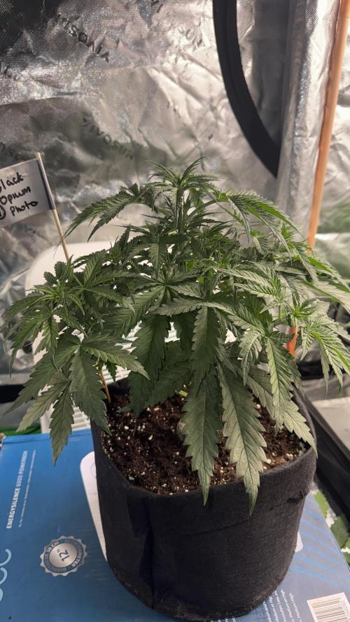Black Opium. Week 5