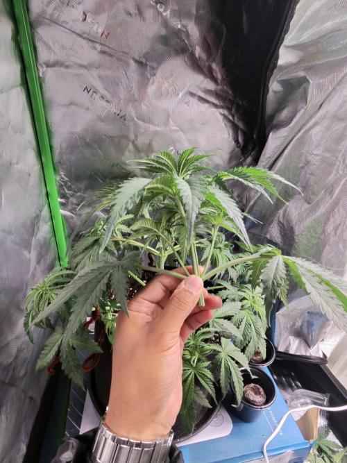 Divine Seeds - Black Opium. Week 6 - 23.04.26
