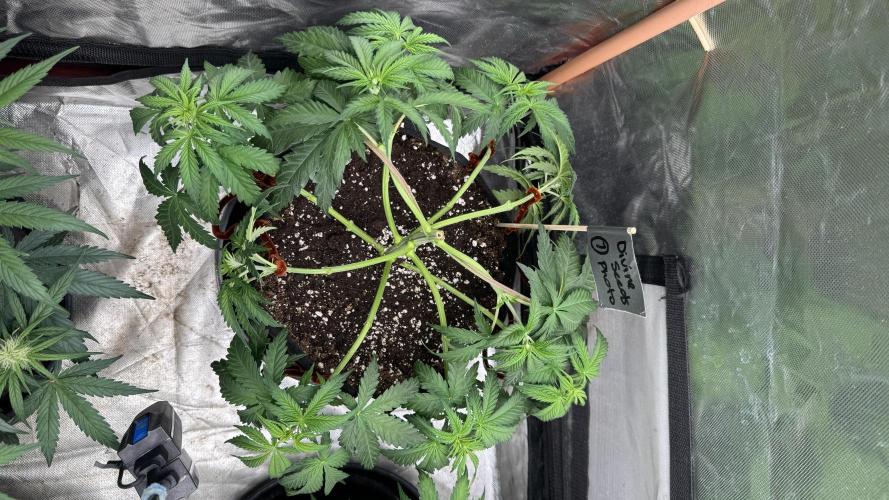 Divine Seeds - Black Opium. Week 6 - 23.04.26