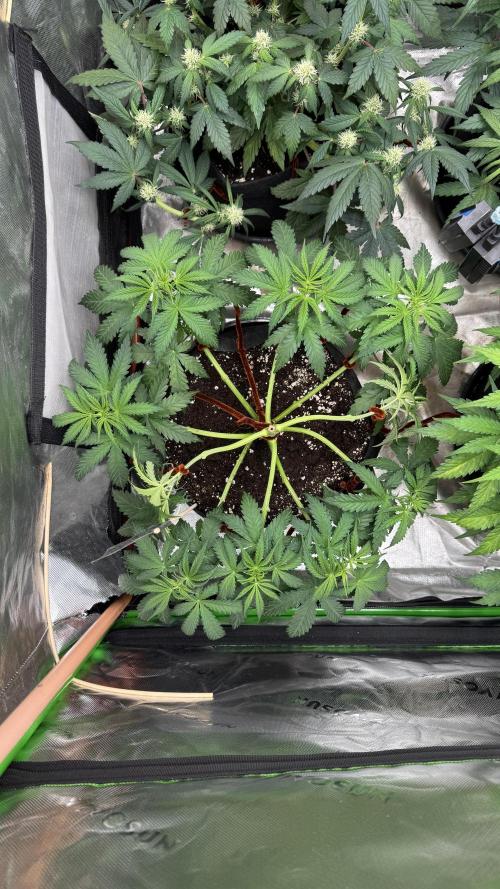 Divine Seeds - Black Opium. Week 6 - 26.04.26