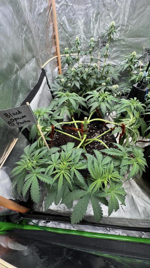 Black Opium. Week 6